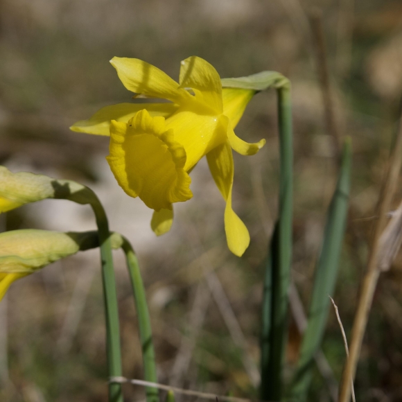 Narcissus bujei